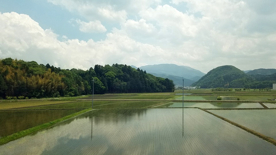 米 フィールド 日本 農業 植物 自然 農村 田舎 アジア 文化 環境 風景 緑