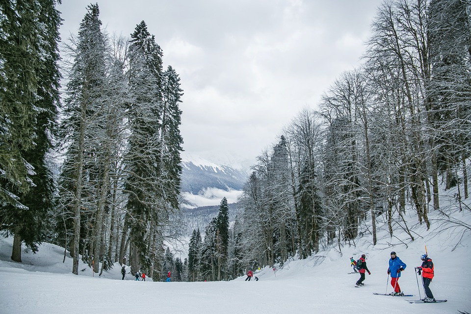 雪 スキー 人 木 森林 冬 寒い スポーツ 余暇 レクリエーション活動 スキーリゾート