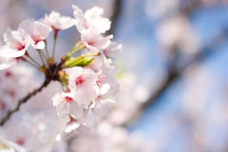 春 桜 ピンク 花 植物 さくら 入学 春の花 和風 花びら 咲く フラワー